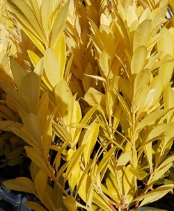 Florida Sunshine Anise, Yellow Anisetree, Illicium parviflorum 'Florida Sunshine'
